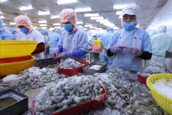 Phát triển thương hiệu tôm Việt xanh và sạch