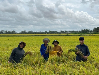 Những bước tiến vượt bậc trong canh tác lúa chất lượng cao, phát thải thấp