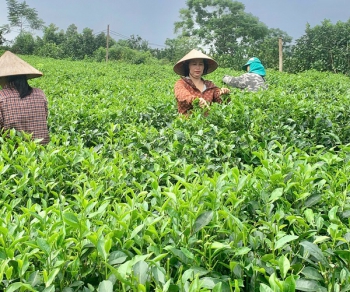 Sản phẩm OCOP miền núi Thủ đô- Bước chuyển mình từ bản sắc đến thương hiệu