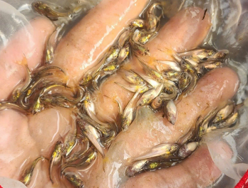 Lần đầu tiên sinh sản nhân tạo thành công cá bông lau, mở triển vọng nuôi thương phẩm ở ĐBSCL